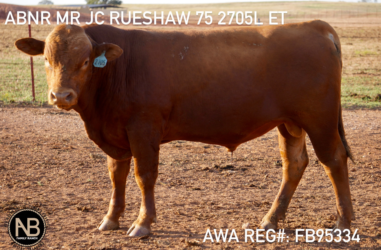 200 Head Full blood Red Wagyu / Akaushi bulls